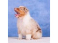 australian-shepherd-red-marmor-bobtail-small-1