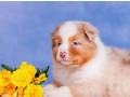 australian-shepherd-red-marmor-bobtail-small-0