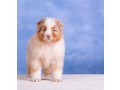 australian-shepherd-red-marmor-bobtail-small-2