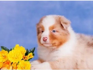 Australian Shepherd Red Marmor Bobtail