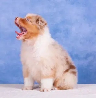 australian-shepherd-red-marmor-bobtail-big-1