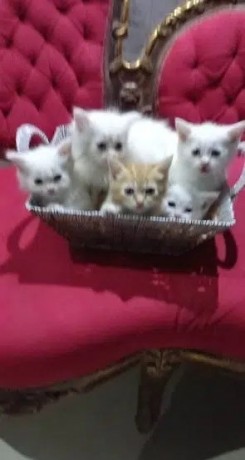 kytnz-shyrazy-mon-fyssherazi-kittens-moon-face-big-1