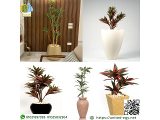 بأروع تشكيلات نباتات Dracena جمل مكانك الشركة المتحدة للخدمات البيئية