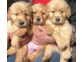 golden-retriever-goldn-rytryfr-small-0