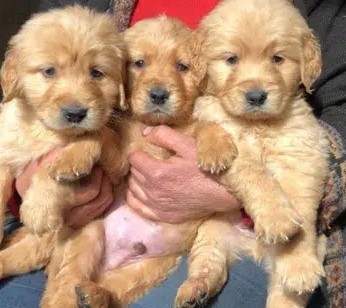 golden-retriever-goldn-rytryfr-big-0