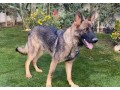 working-line-sable-german-shepherd-small-1