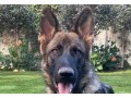 working-line-sable-german-shepherd-small-0