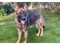 working-line-sable-german-shepherd-small-2