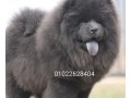 mtah-agml-thkryn-tshao-tshao-chow-chow-lonhm-blo-ahaly-mstordh-mn-rosya-small-0