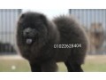 mtah-agml-thkryn-tshao-tshao-chow-chow-lonhm-blo-ahaly-mstordh-mn-rosya-small-2