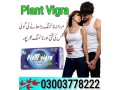 plant-vigra-price-in-karachi-03003778222-small-0